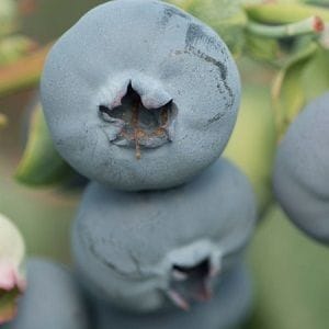 Rainfall is berry good news for Costa Group Rainfall is berry good news for Costa Group